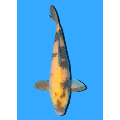 KI UTSURI NISAI MARUSEI +/- 40 CM