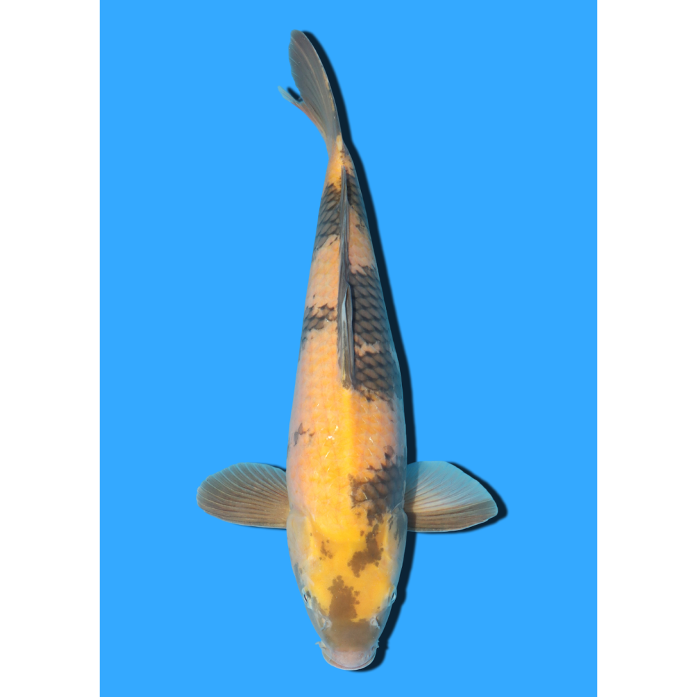 KI UTSURI NISAI MARUSEI +/- 40 CM