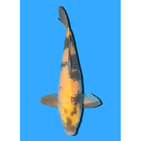 KI UTSURI NISAI MARUSEI +/- 40 CM