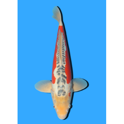 SHUSUI NISAI MARUSEI +/- 40 CM