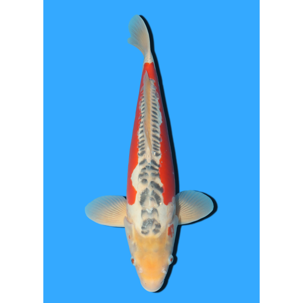 SHUSUI NISAI MARUSEI +/- 40 CM