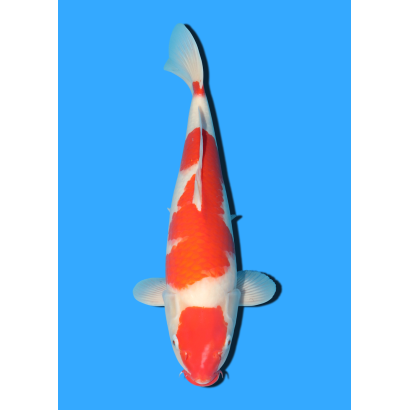 KOHAKU NISAI MARUSEI +/- 40 CM