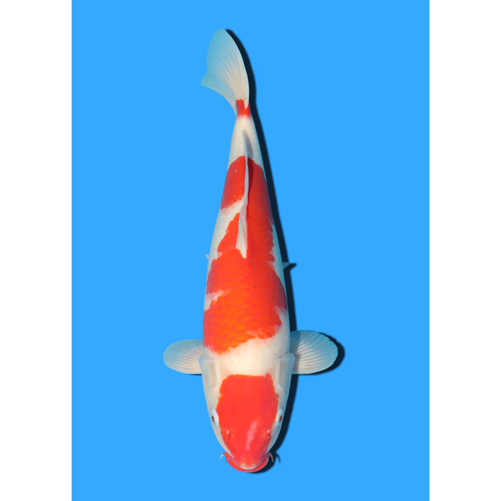 KOHAKU NISAI MARUSEI +/- 40 CM