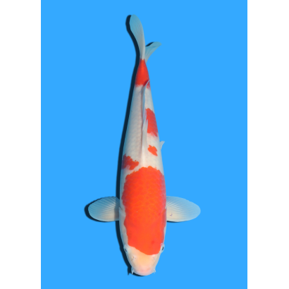 KOHAKU NISAI MARUSEI +/- 40 CM