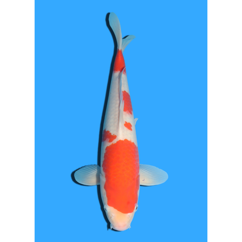 KOHAKU NISAI MARUSEI +/- 40 CM