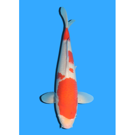 KOHAKU NISAI MARUSEI +/- 40 CM
