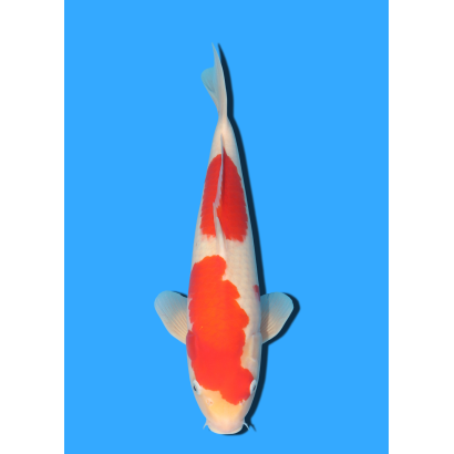 KOHAKU NISAI MARUSEI +/- 40 CM