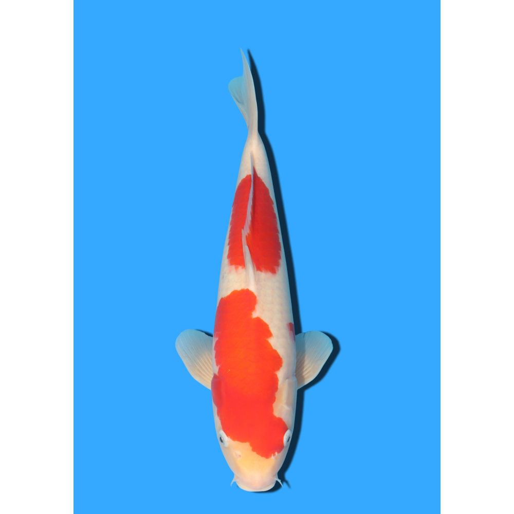 KOHAKU NISAI MARUSEI +/- 40 CM