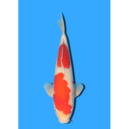 KOHAKU NISAI MARUSEI +/- 40 CM