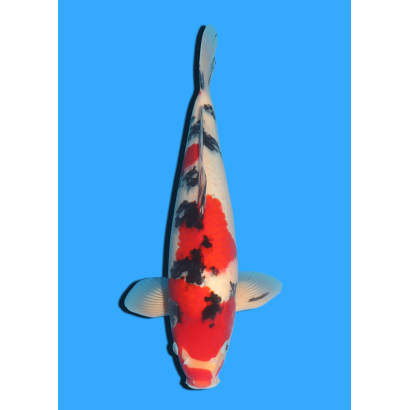 SANKE NISAI MARUSEI +/- 40 CM