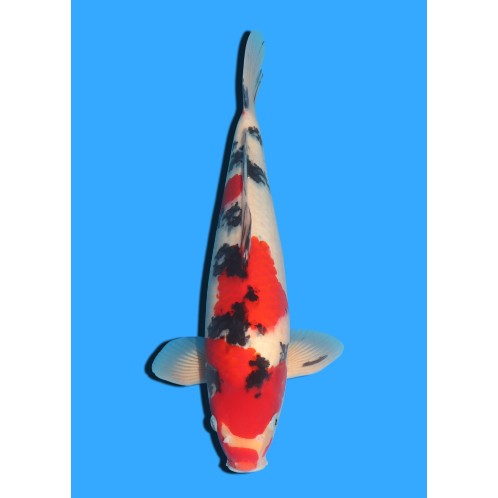 SANKE NISAI MARUSEI +/- 40 CM