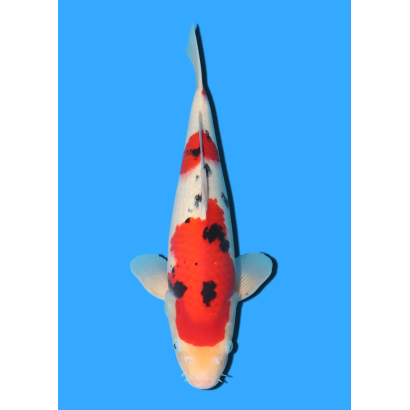 SANKE NISAI MARUSEI +/- 40 CM