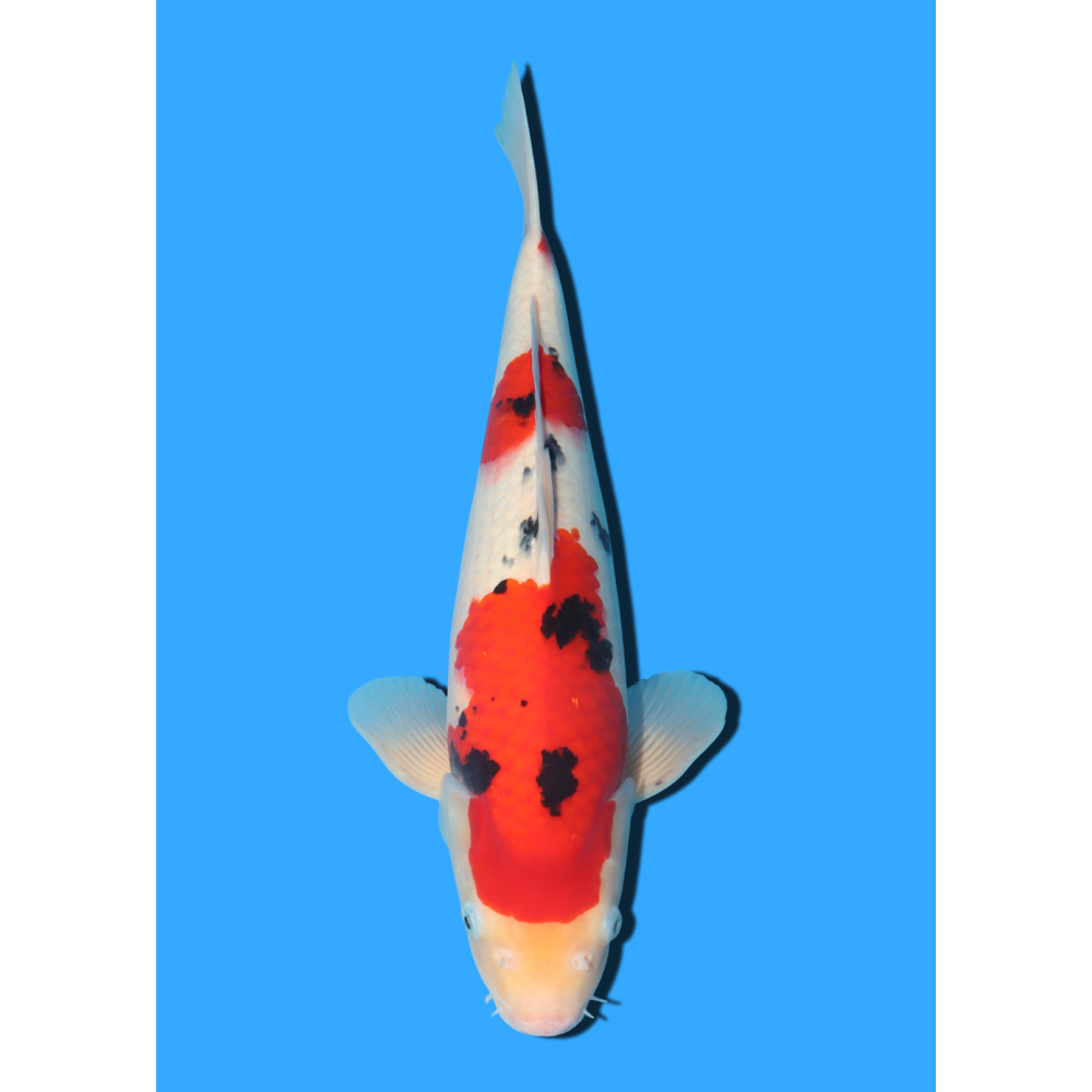 SANKE NISAI MARUSEI +/- 40 CM