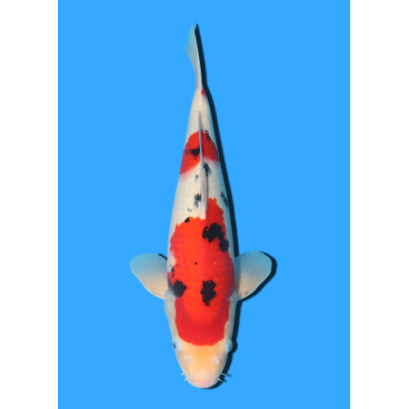 SANKE NISAI MARUSEI +/- 40 CM