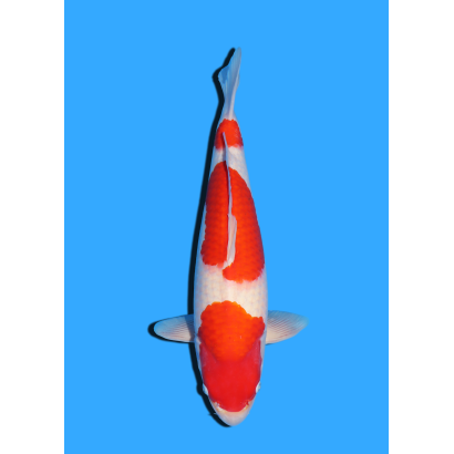 KOHAKU NISAI HOSHIKIN +/- 50 CM