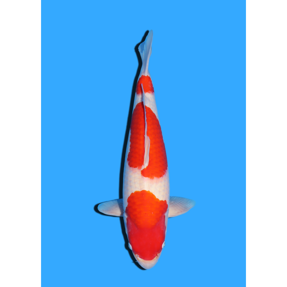 KOHAKU NISAI HOSHIKIN +/- 50 CM