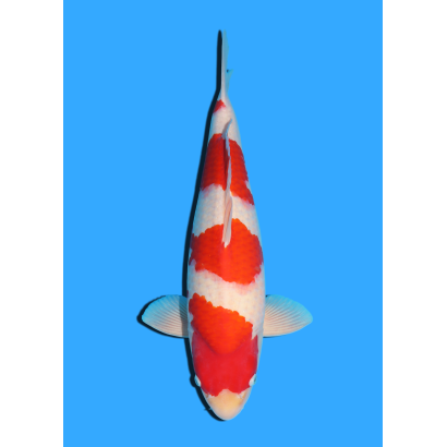 KOHAKU NISAI HOSHIKIN +/- 50 CM