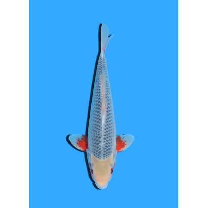 ASAGI NISAI HOSOKAI +/- 35 CM