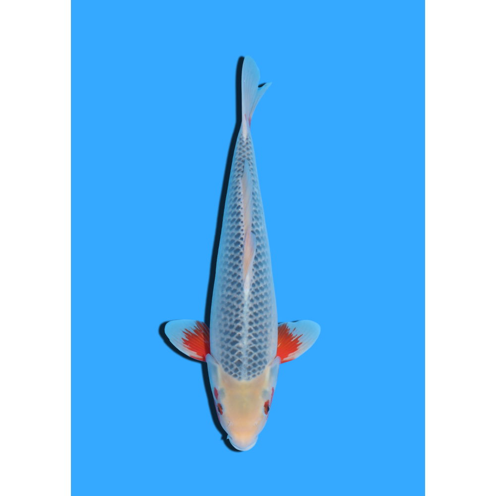 ASAGI NISAI HOSOKAI +/- 35 CM