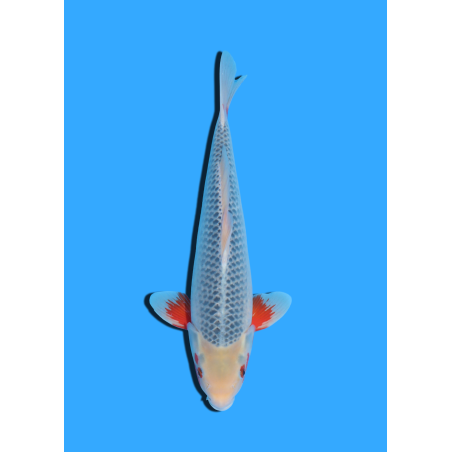 ASAGI NISAI HOSOKAI +/- 35 CM