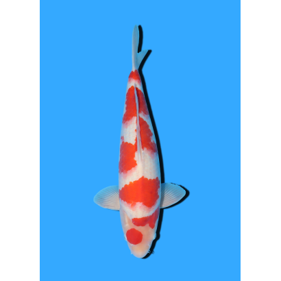 KOHAKU NISAI HOSOKAI +/- 35 CM