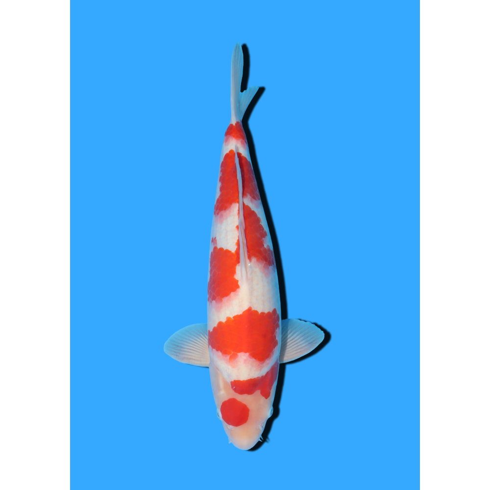 KOHAKU NISAI HOSOKAI +/- 35 CM