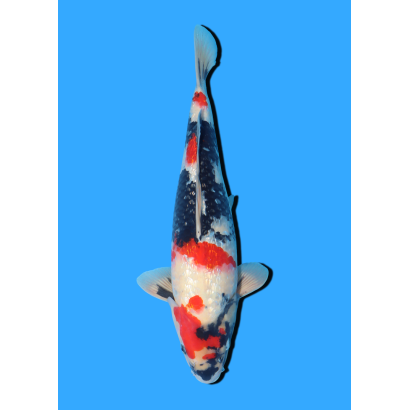 GINRIN SHOWA NISAI HOSOKAI +/- 35 CM