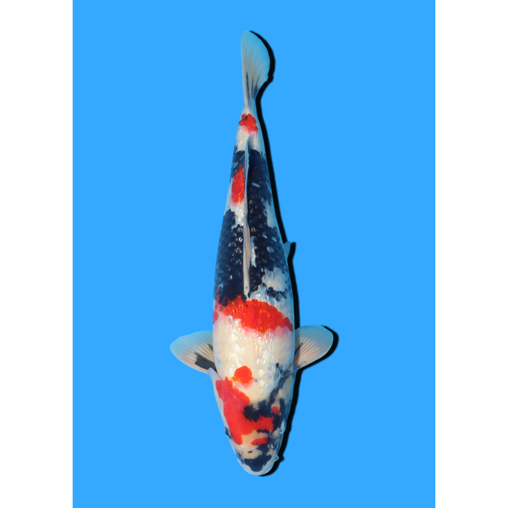 GINRIN SHOWA NISAI HOSOKAI +/- 35 CM