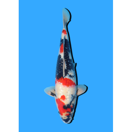 GINRIN SHOWA NISAI HOSOKAI +/- 35 CM