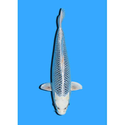 GIN MATSUBA NISAI HOSOKAI +/- 35 CM