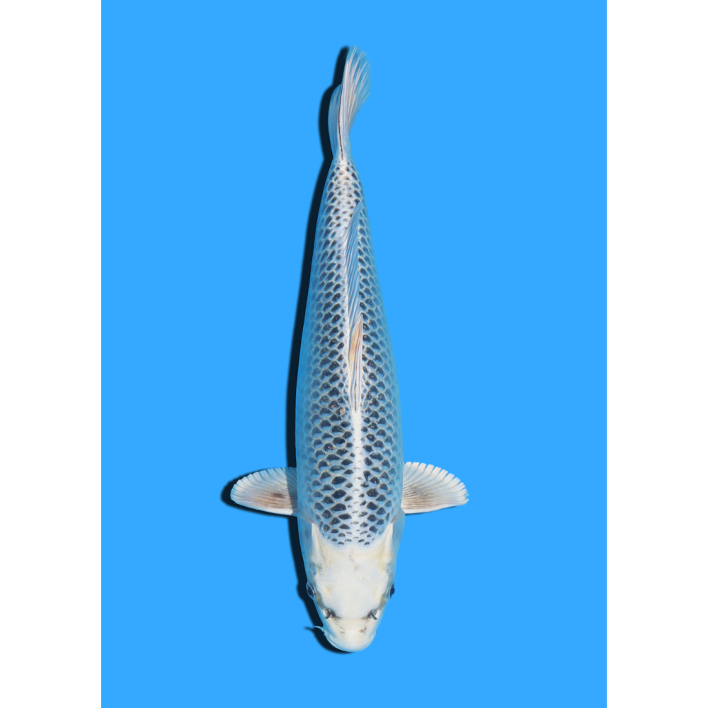 GIN MATSUBA NISAI HOSOKAI +/- 35 CM