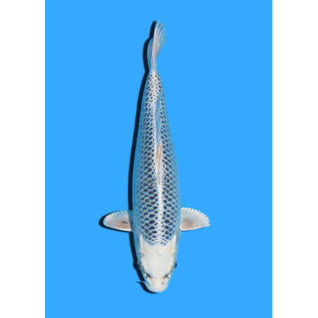 GIN MATSUBA NISAI HOSOKAI +/- 35 CM