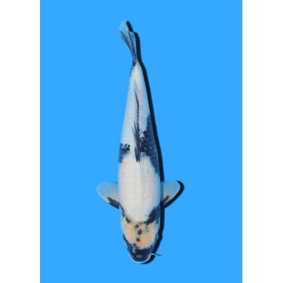 SHIRO UTSURI NISAI HOSOKAI +/- 35 CM