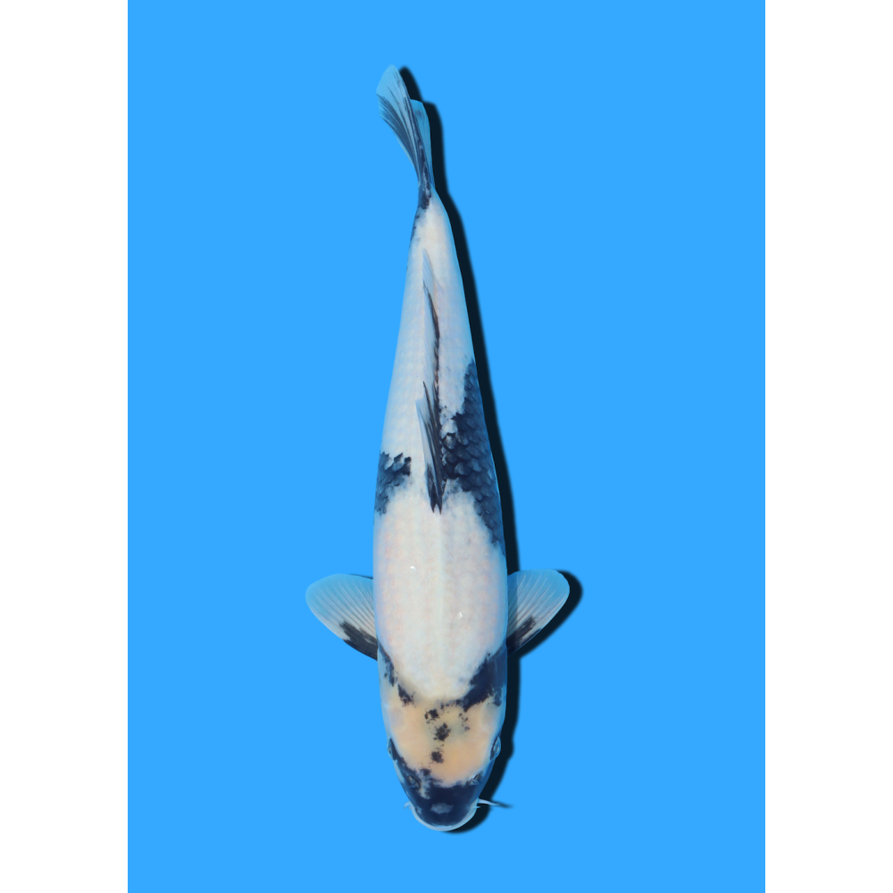 SHIRO UTSURI NISAI HOSOKAI +/- 35 CM