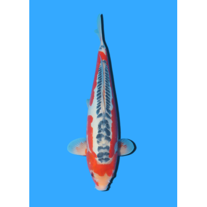 SHUSUI NISAI HOSOKAI +/- 40 CM