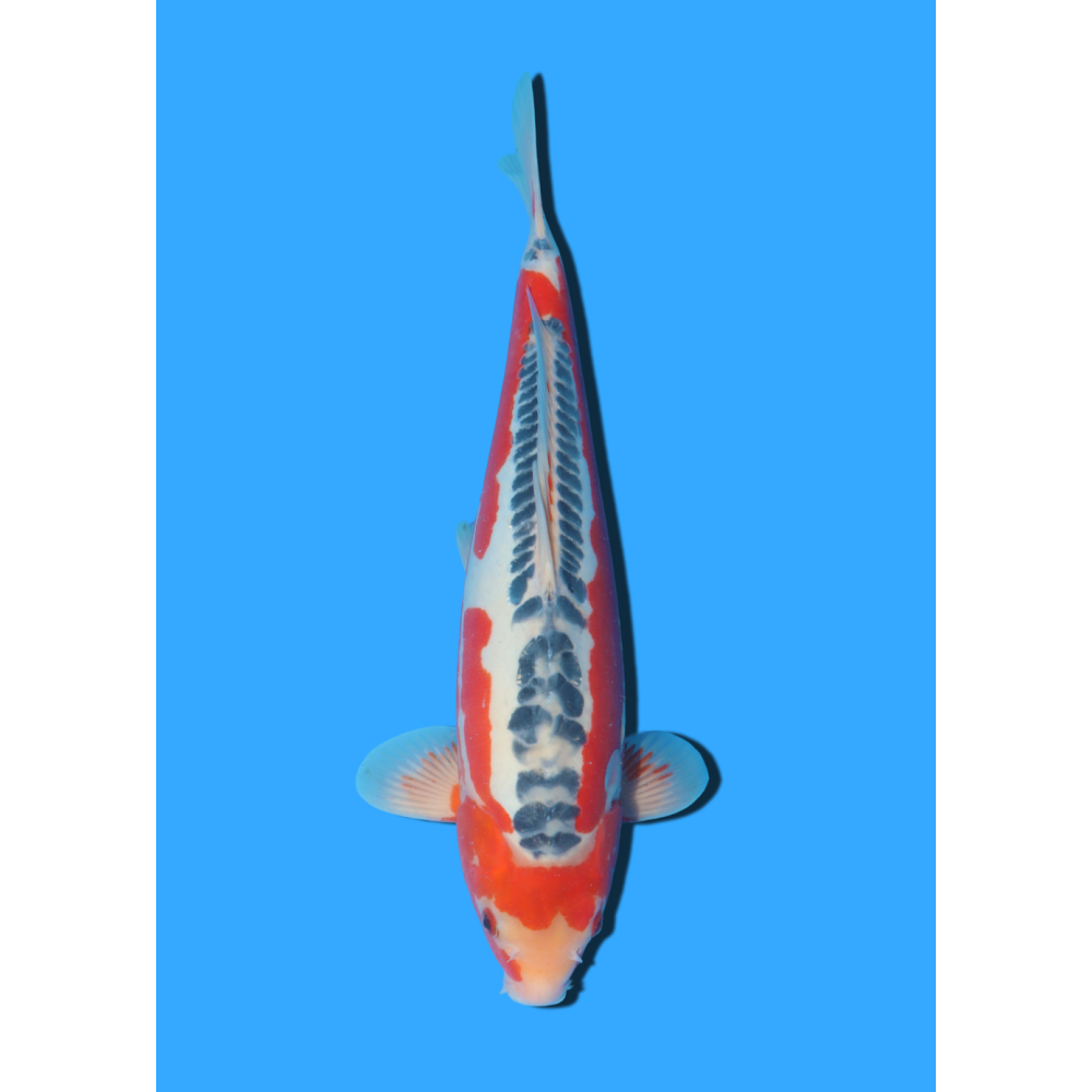 SHUSUI NISAI HOSOKAI +/- 40 CM