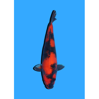HI UTSURI NISAI HOSOKAI +/- 40 CM