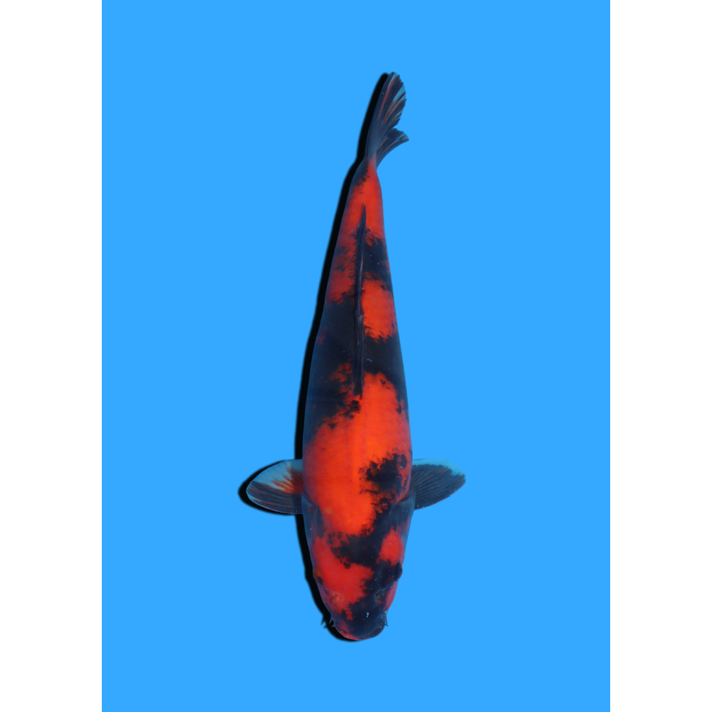 HI UTSURI NISAI HOSOKAI +/- 40 CM