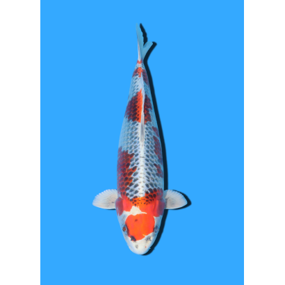KUJAKU NISAI HOSOKAI +/- 40 CM