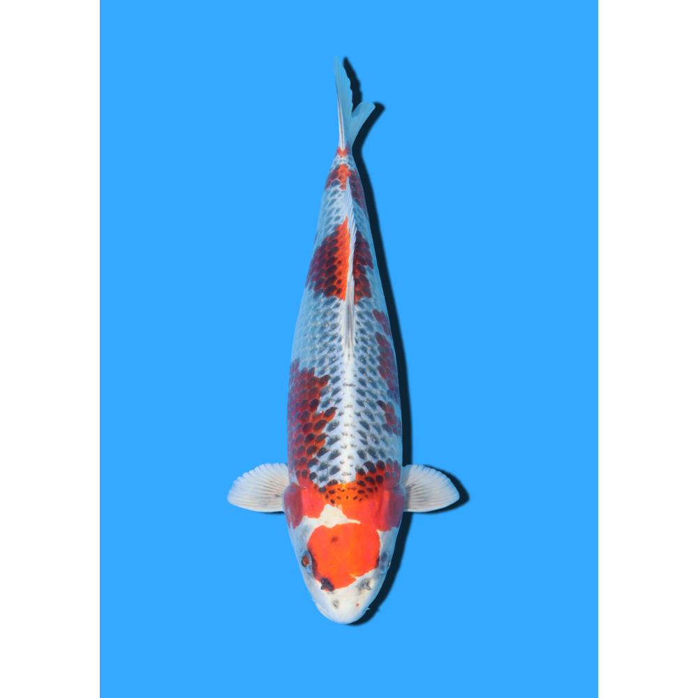 KUJAKU NISAI HOSOKAI +/- 40 CM