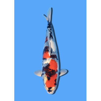 SHOWA NISAI MARUSHIN +/- 45CM