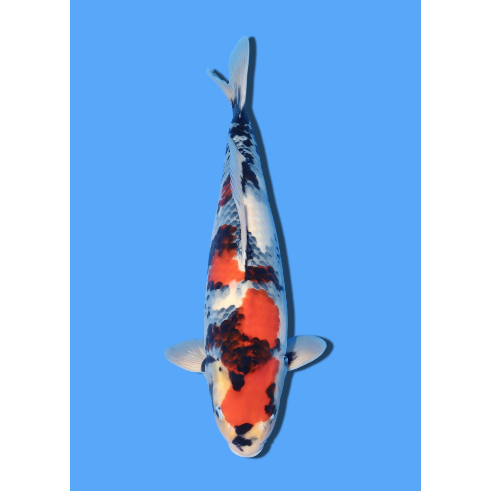 SHOWA NISAI MARUSHIN +/- 45CM