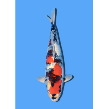 SHOWA NISAI MARUSHIN +/- 45CM