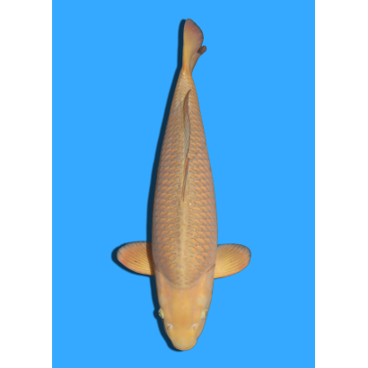 CHAGOI NISAI IKARASHI +/- 50/55CM