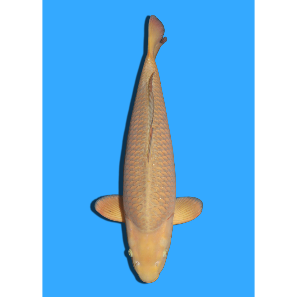 CHAGOI NISAI IKARASHI +/- 50/55CM