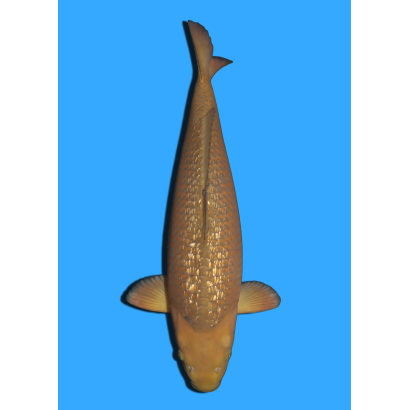 GINRIN CHAGOI NISAI IKARASHI +/- 50/55CM