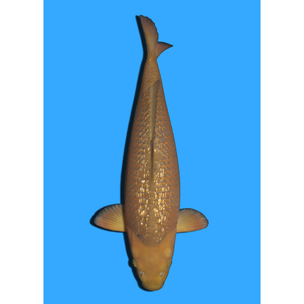 GINRIN CHAGOI NISAI IKARASHI +/- 50/55CM