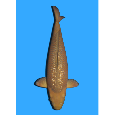 GINRIN CHAGOI NISAI IKARASHI +/- 50/55CM