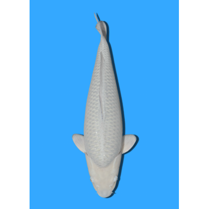 SORAGOI NISAI IKARASHI +/- 50/55CM