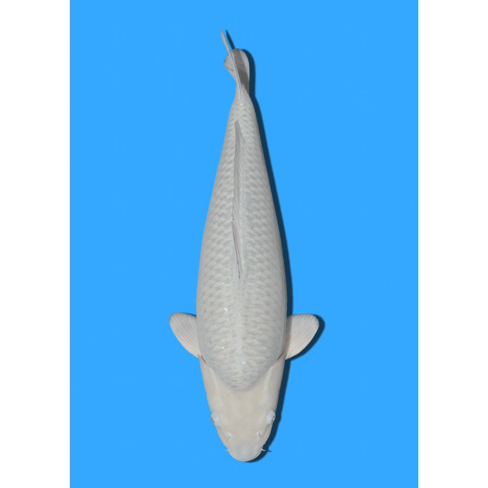 SORAGOI NISAI IKARASHI +/- 50/55CM